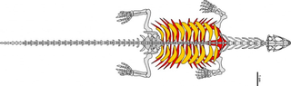 Illustration for article titled This “Transitional Turtle” is the Stuff of Creationist Nightmares